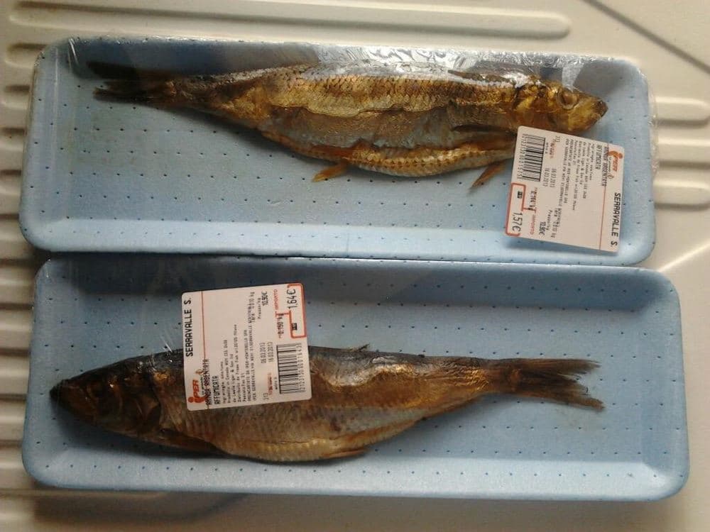 Renga, super large