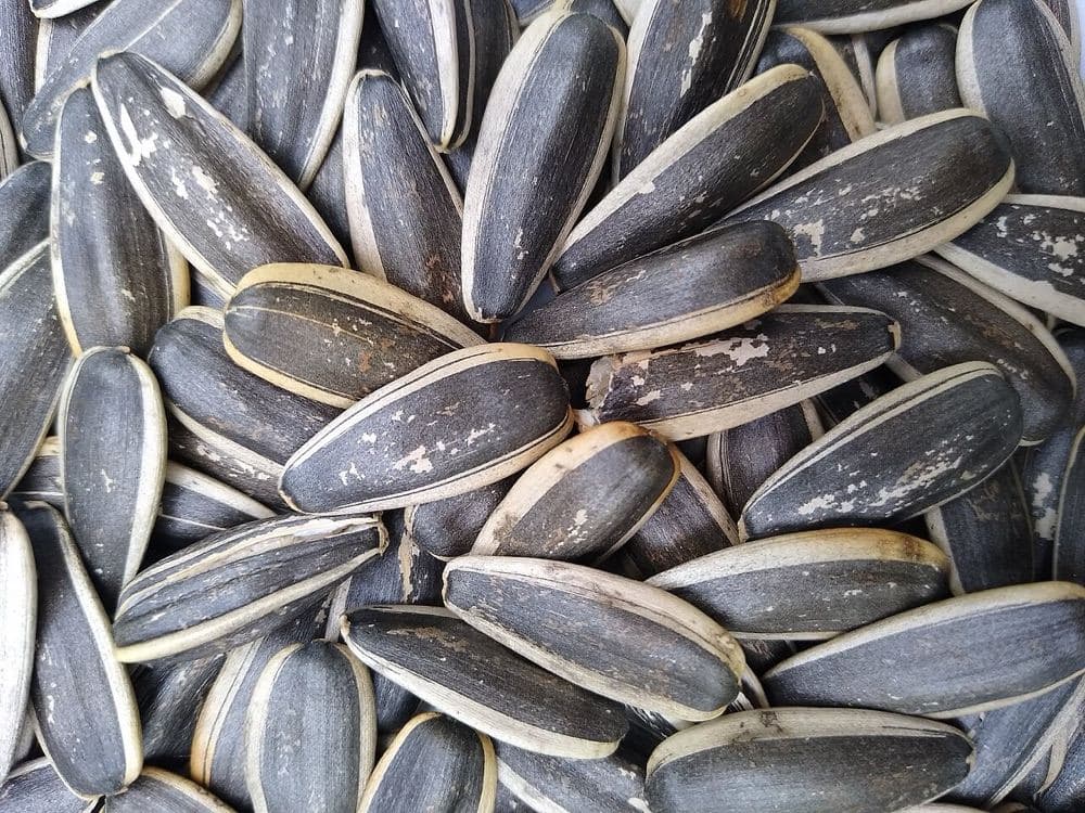 Syrian seeds